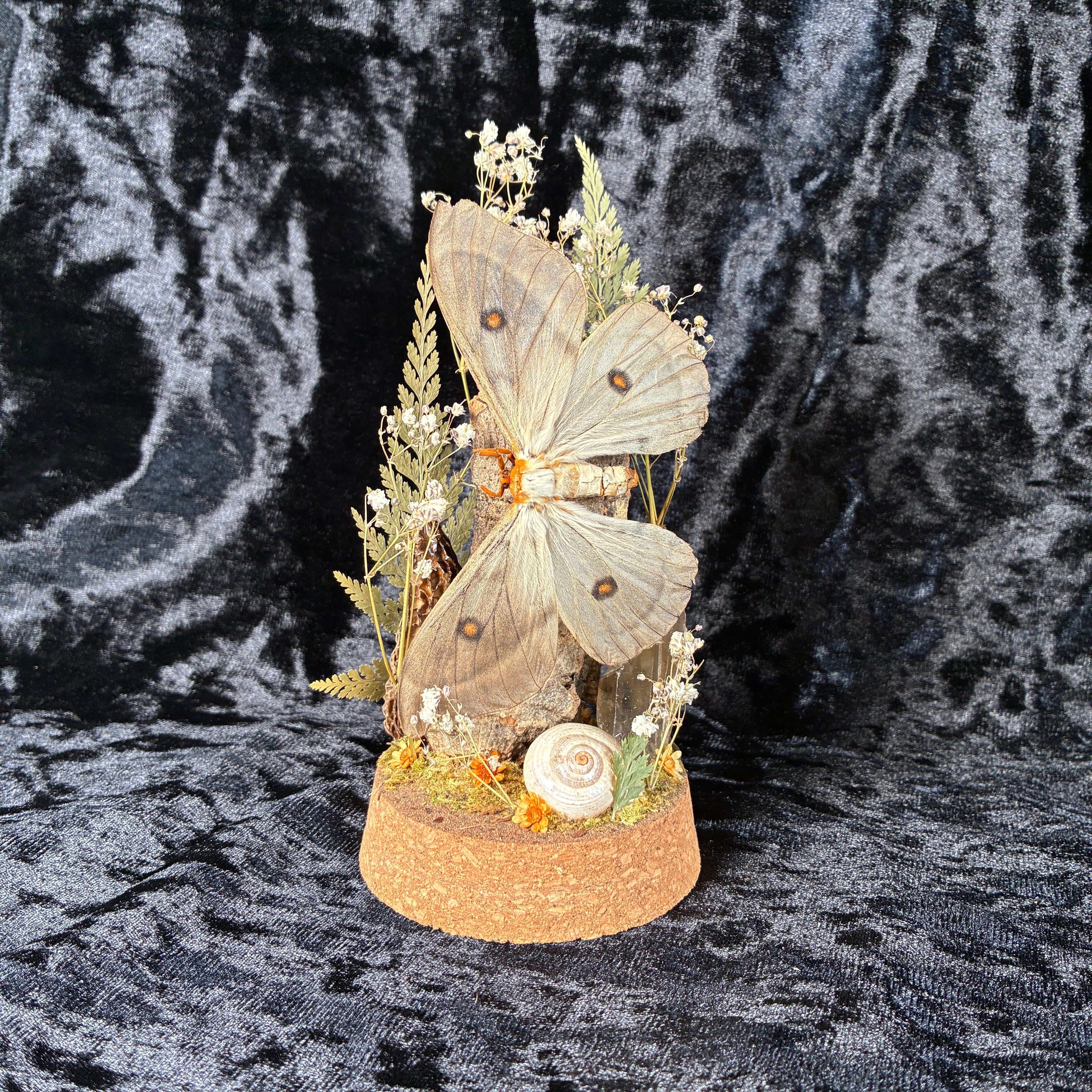 Ghostly silk moth dome