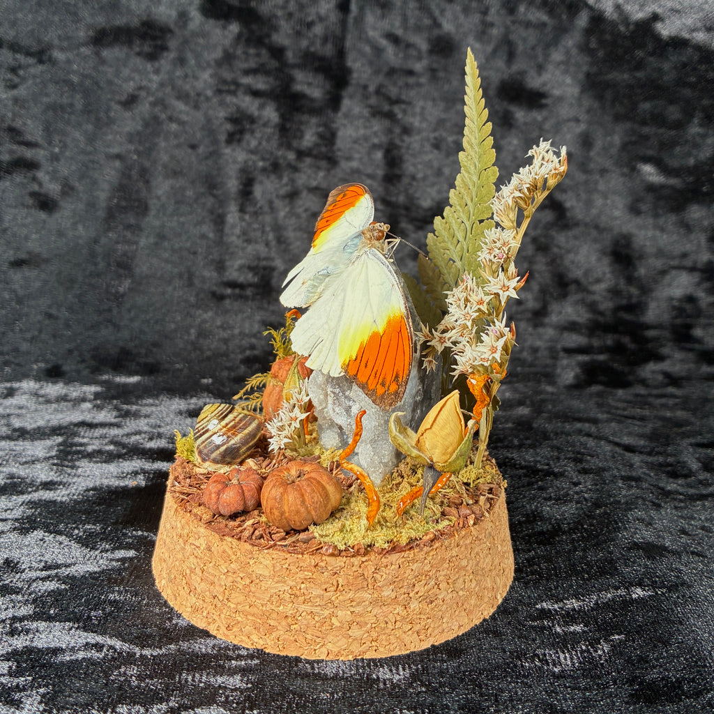Orange tip butterfly specimen dome