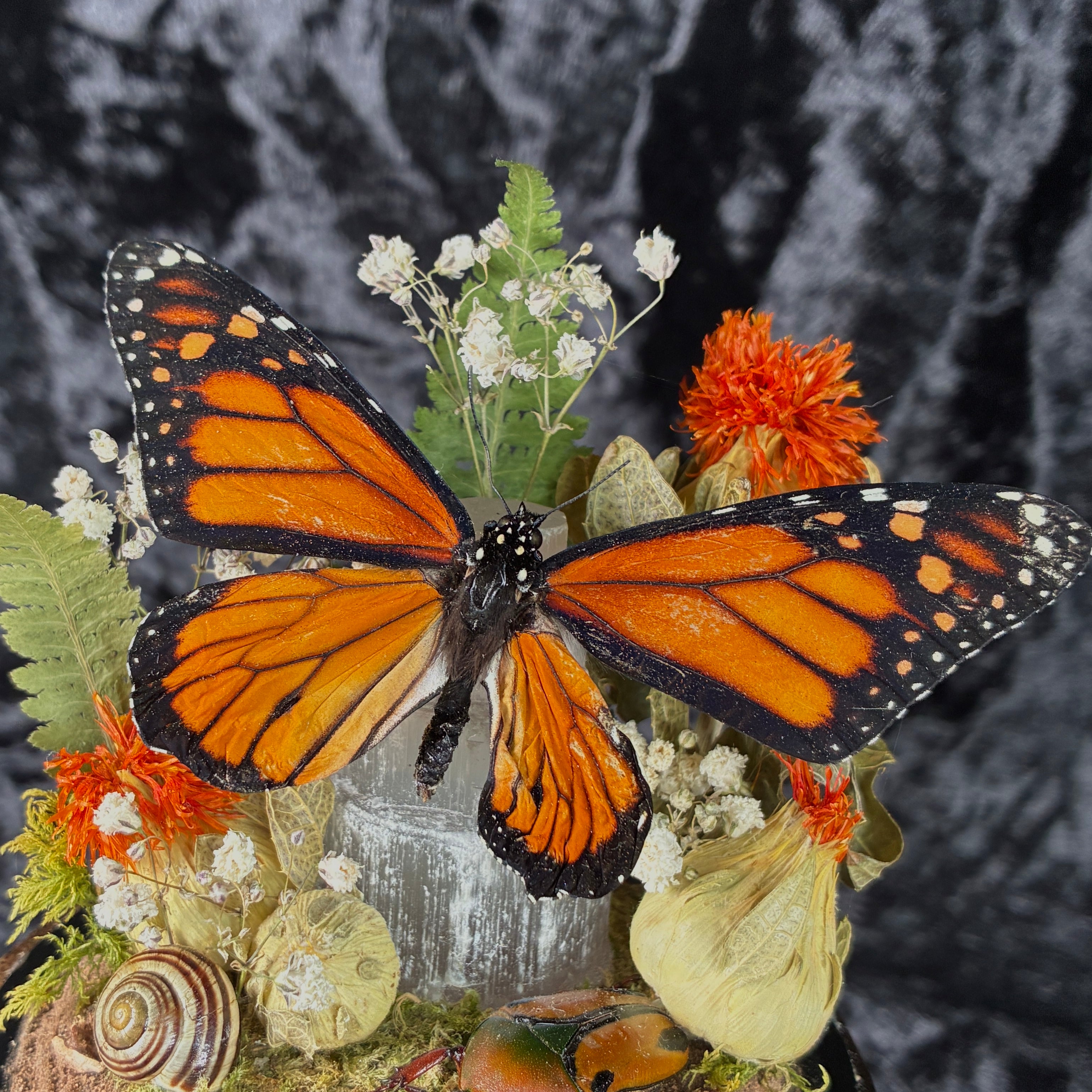Monarch butterfly specimen dome tower