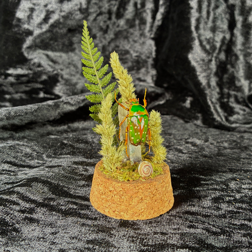 Spotted flower beetle specimen dome