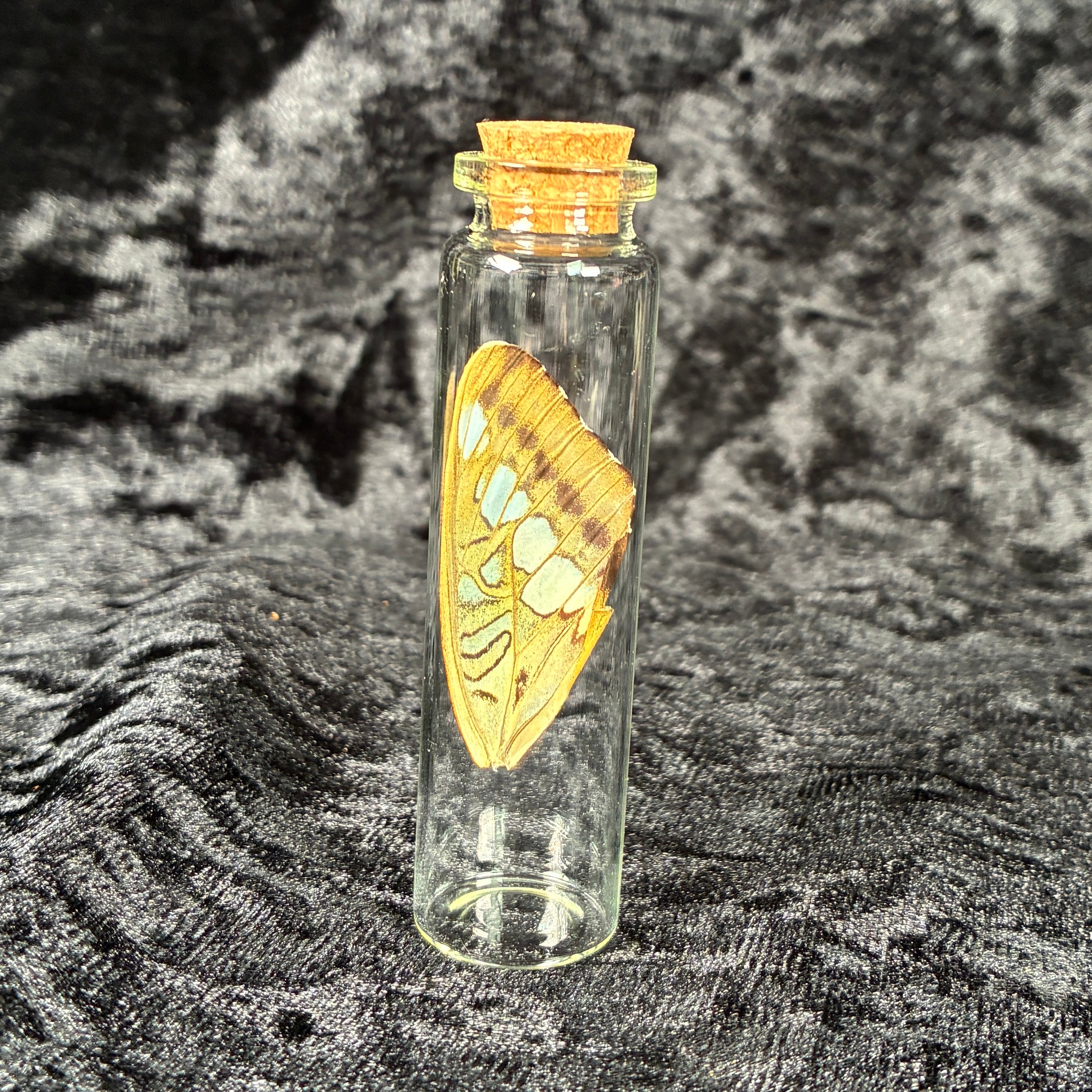 Butterfly wing jar bundle