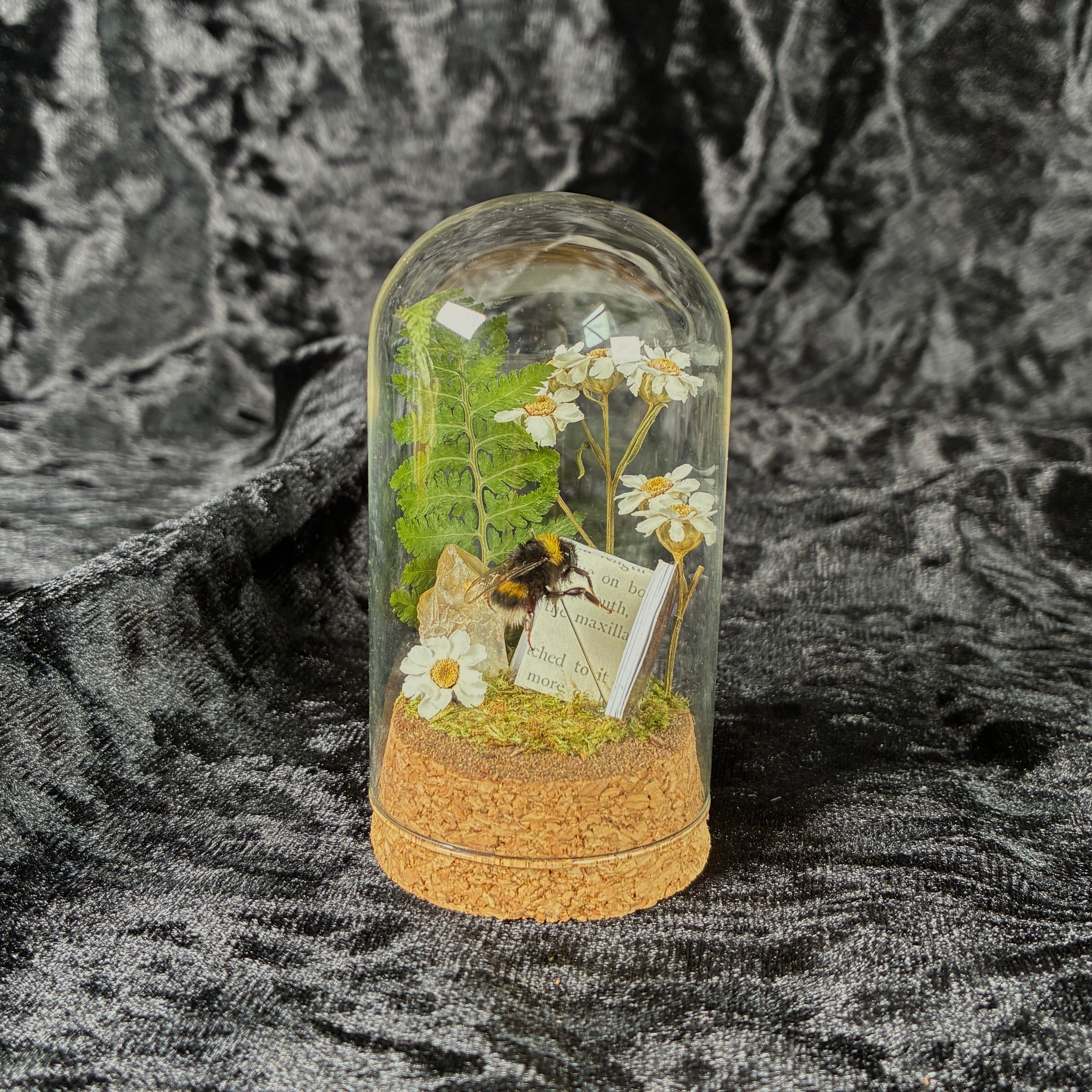 Bumblebee & book specimen dome