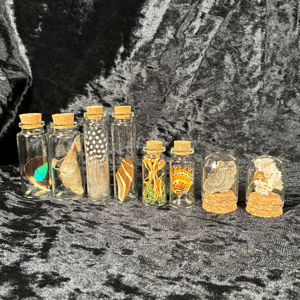 Oddity jar bundle, curio & specimen vials