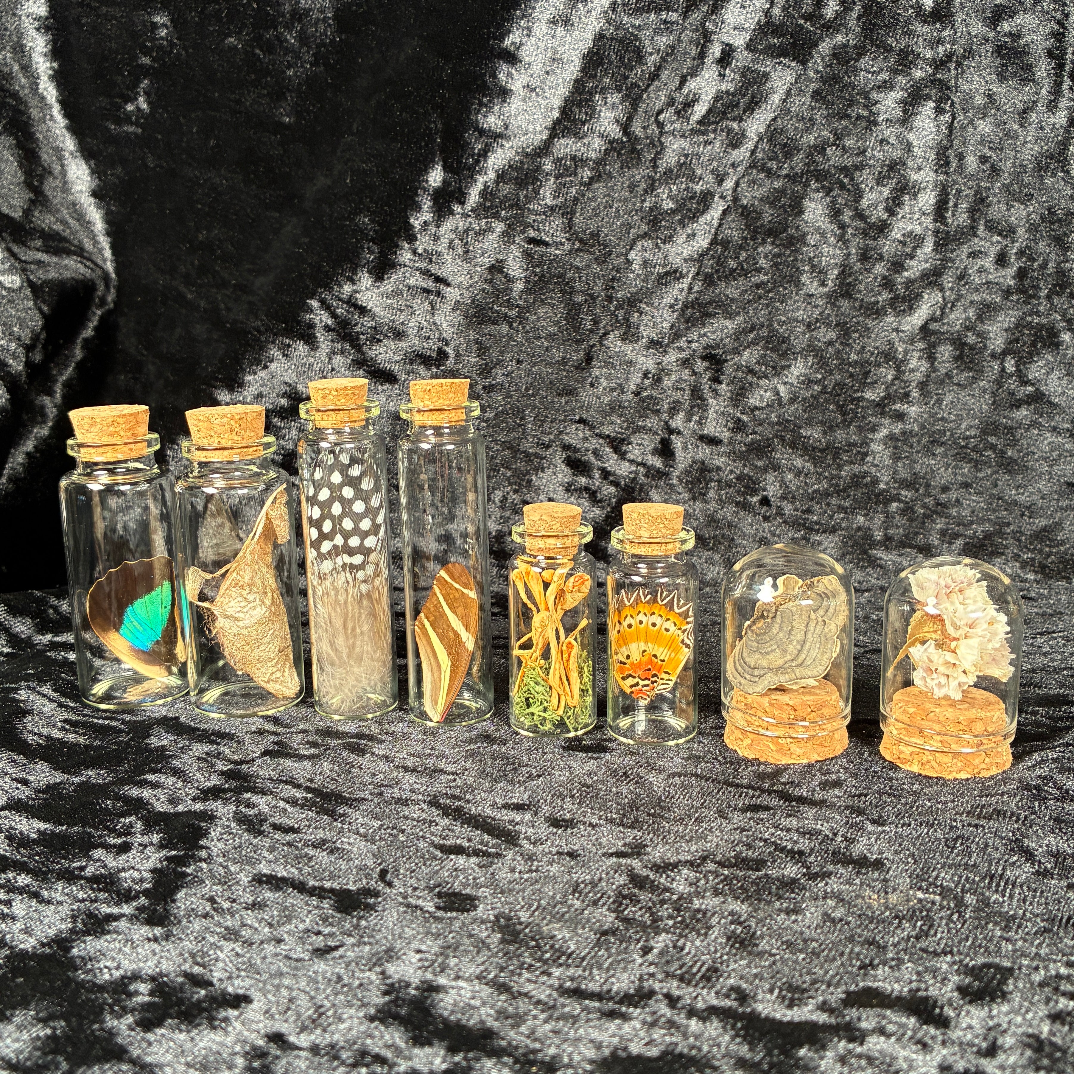 Oddity jar bundle, curio & specimen vials