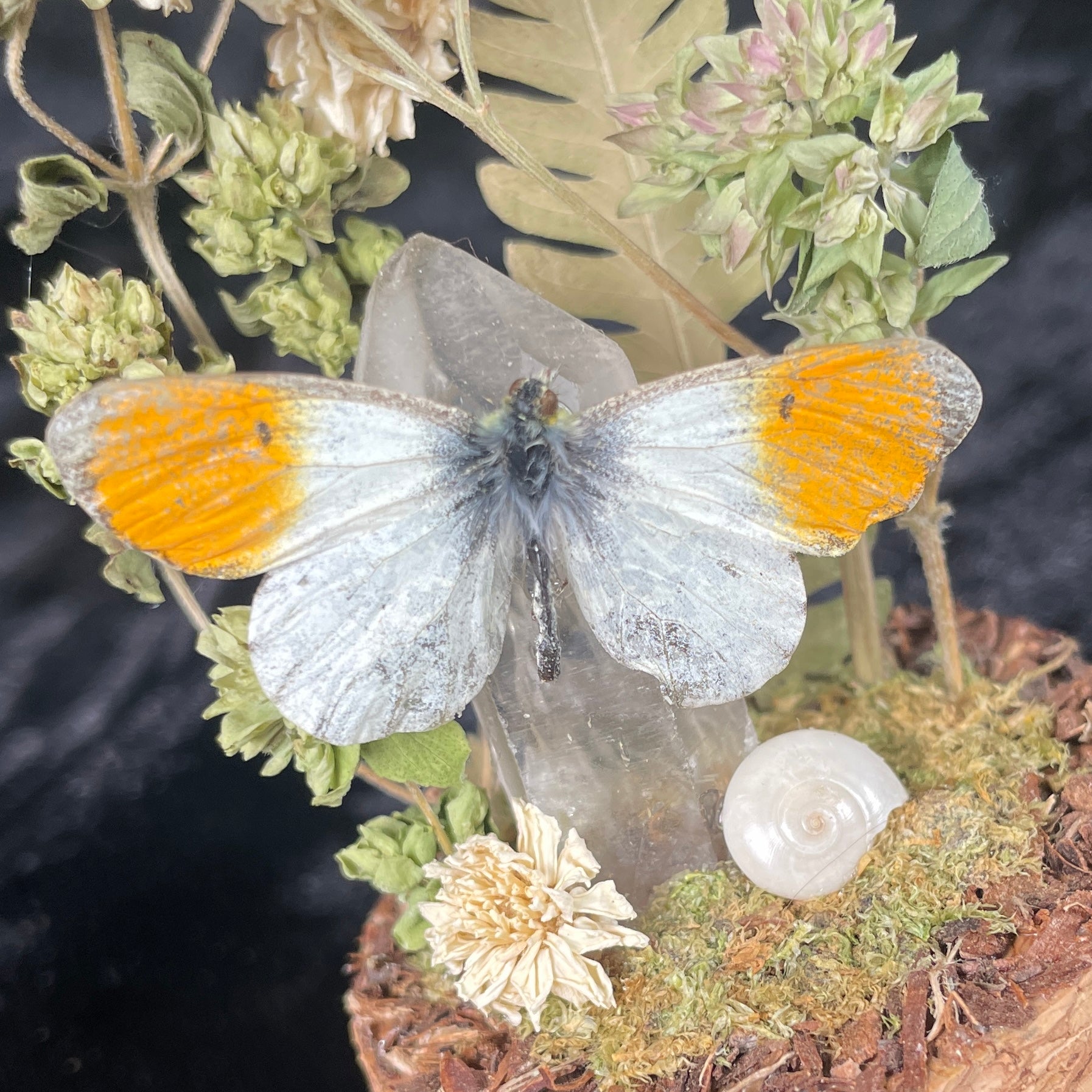 Butterfly specimen small dome