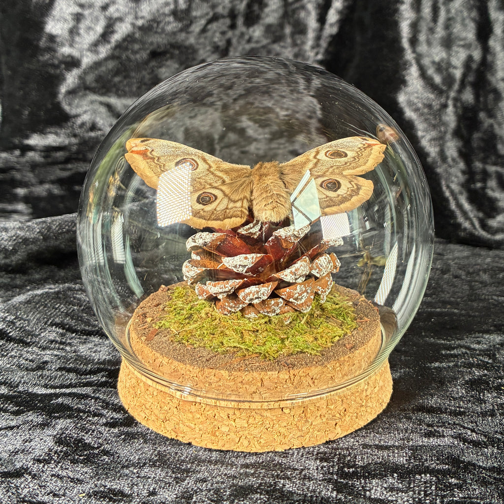 Emperor moth specimen dome