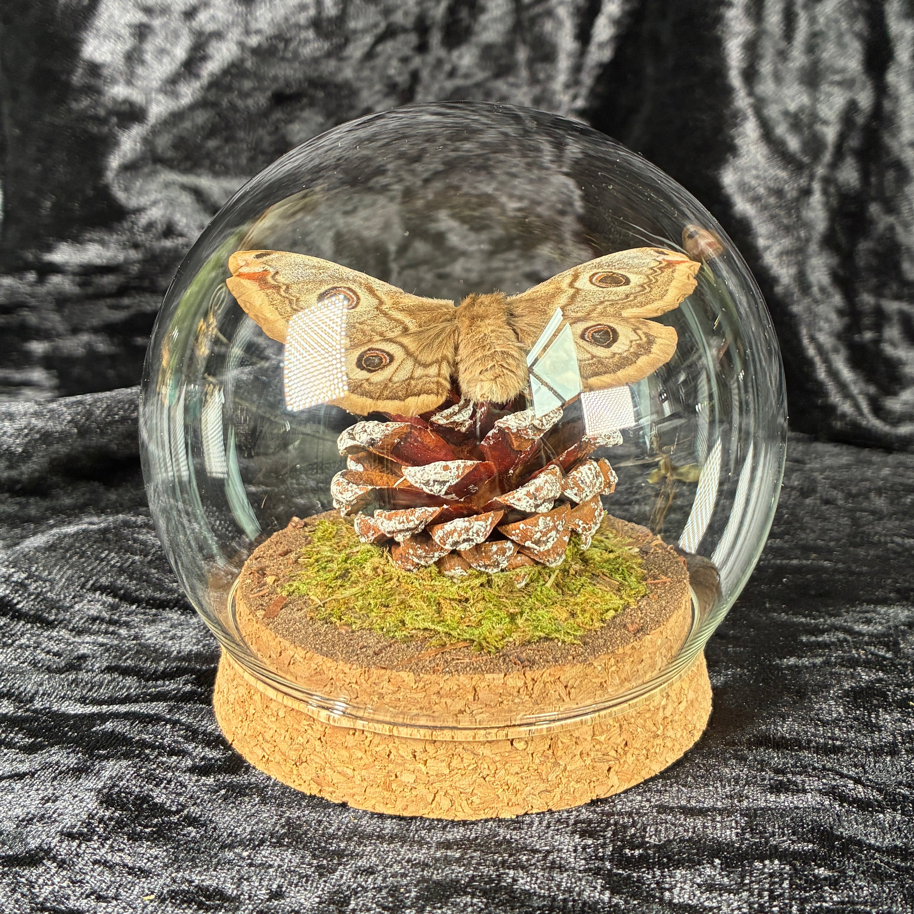 Emperor moth specimen dome