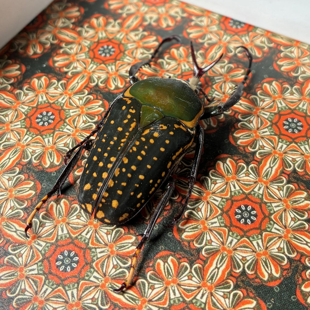 Beetle specimen frame