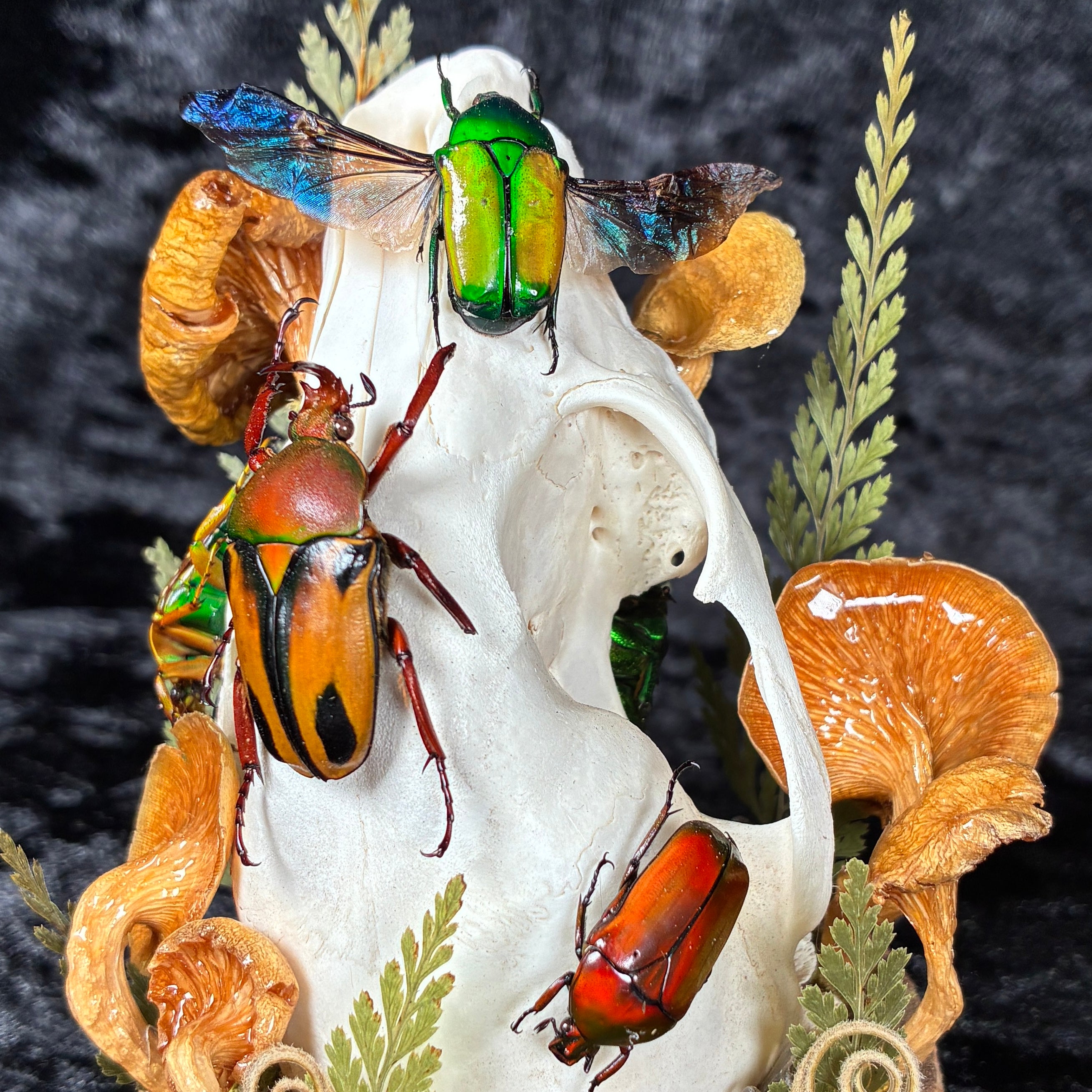 Beetle & skull display dome