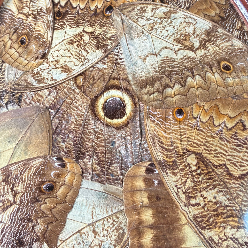 Owl butterfly wing collage frame