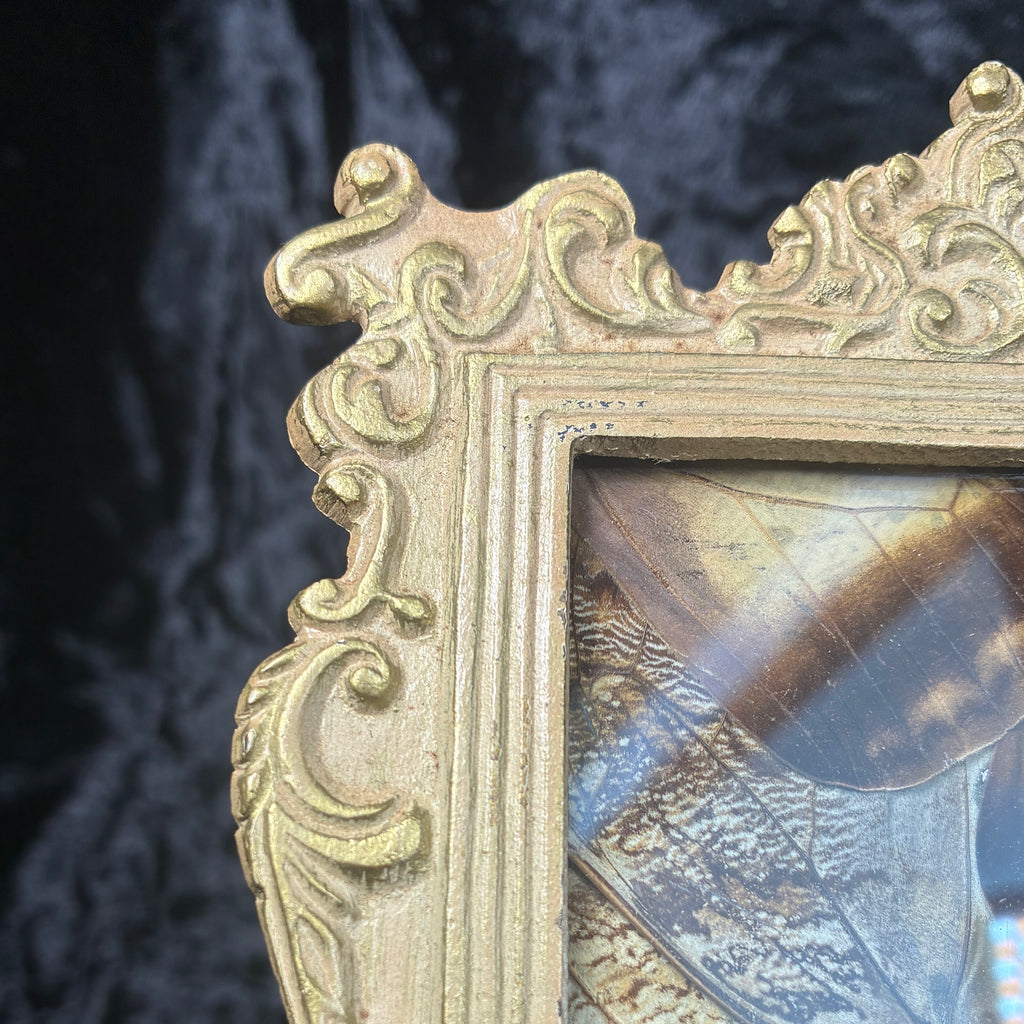 Owl butterfly wing collage frame