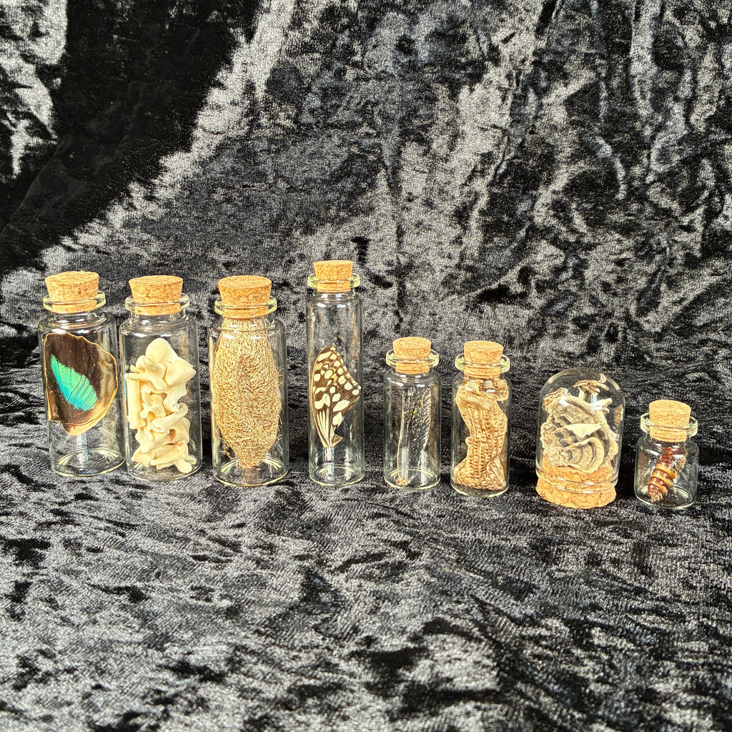 Oddity jar bundle, curio & specimen vials