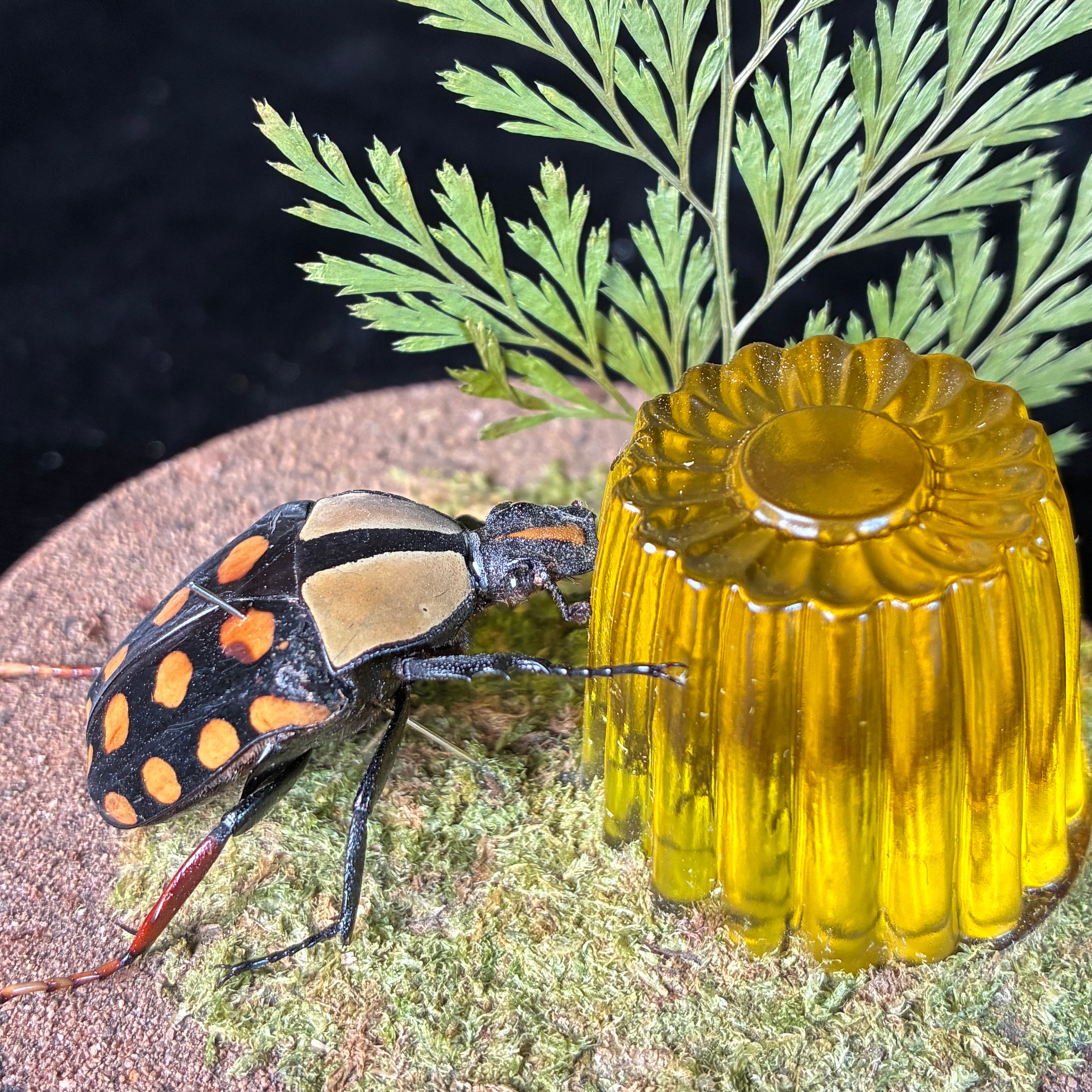 Beetle & faux jelly dome