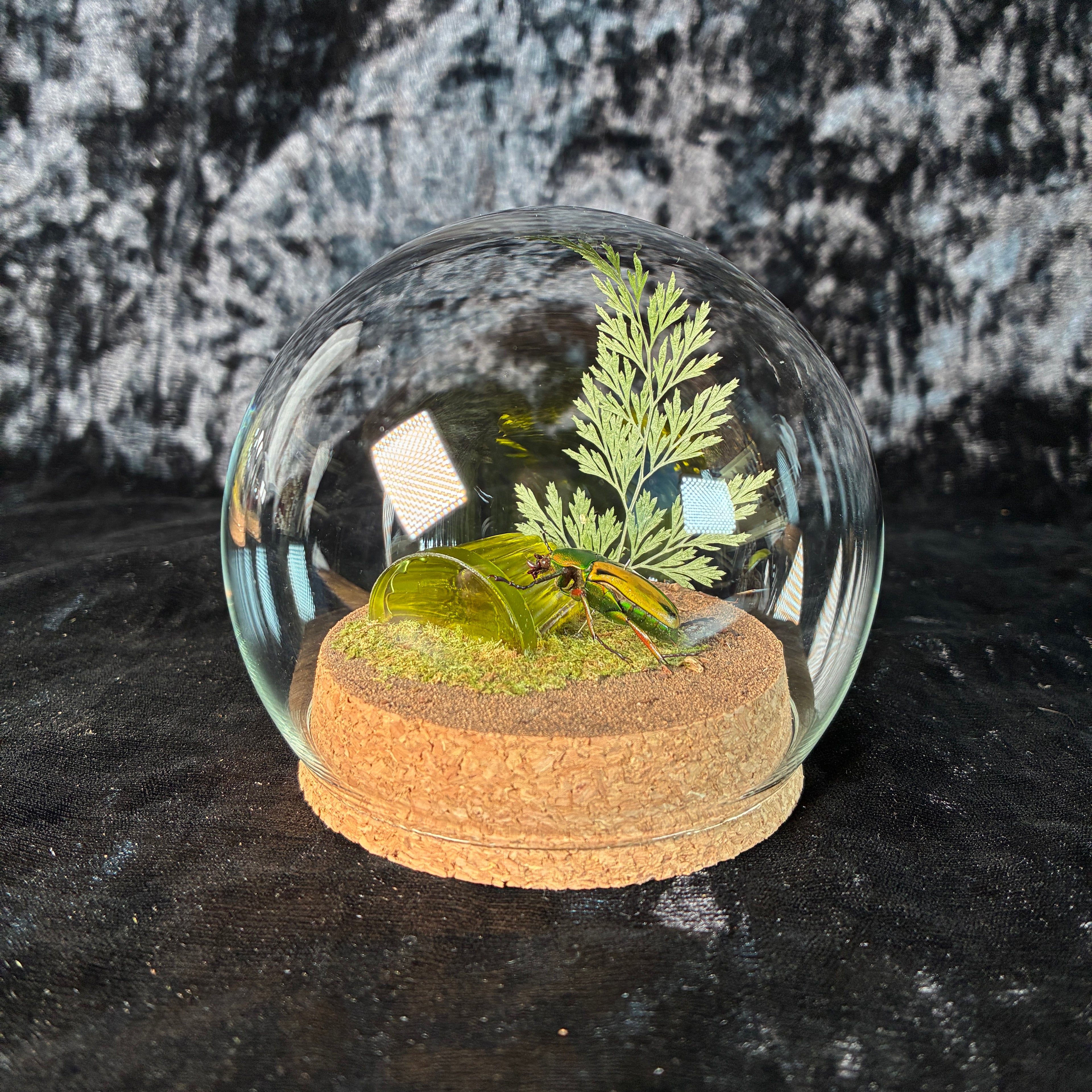 Beetle & faux jelly dome