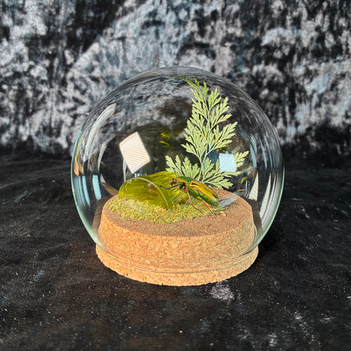 Beetle & faux jelly dome