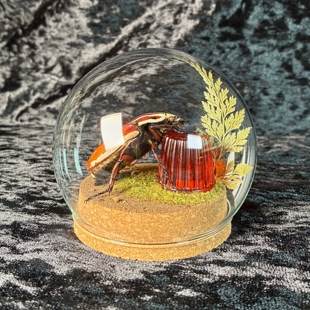 MTU beetle & faux jelly dome