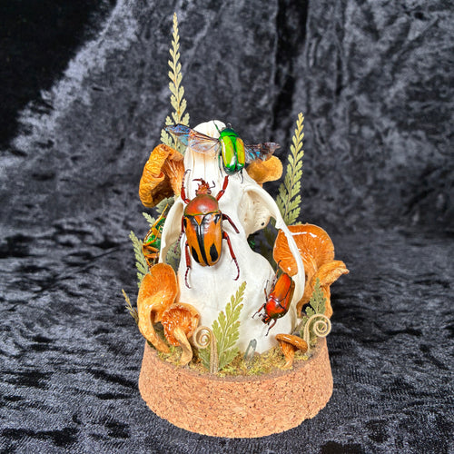 Beetle & skull display dome