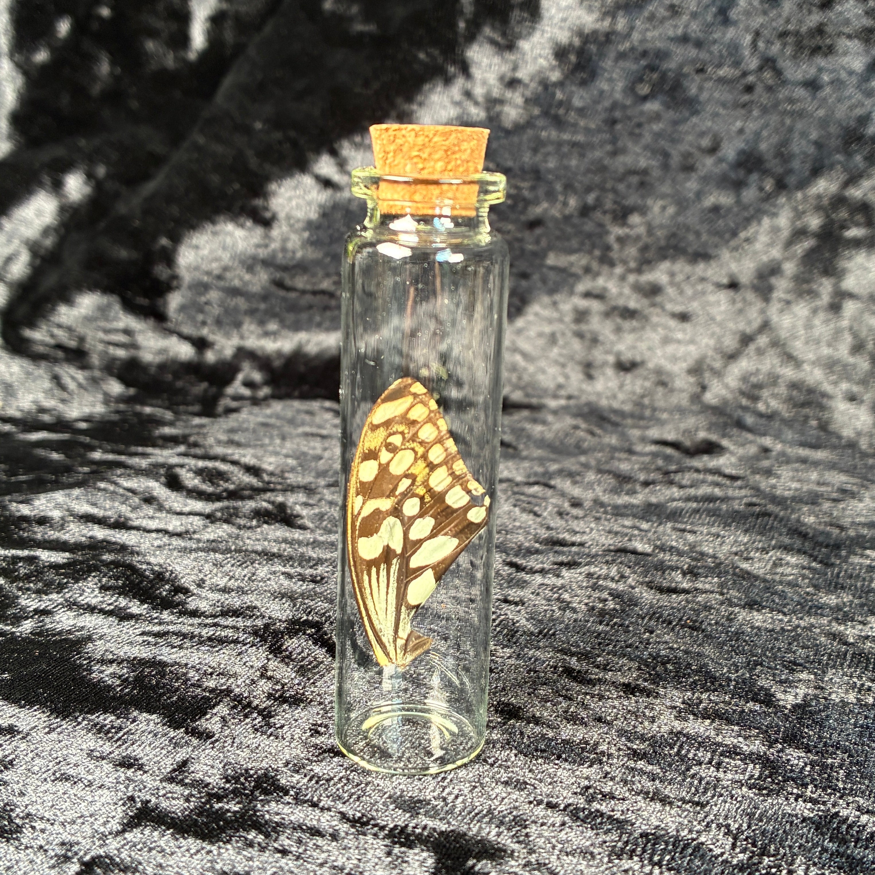 Oddity jar bundle, curio & specimen vials