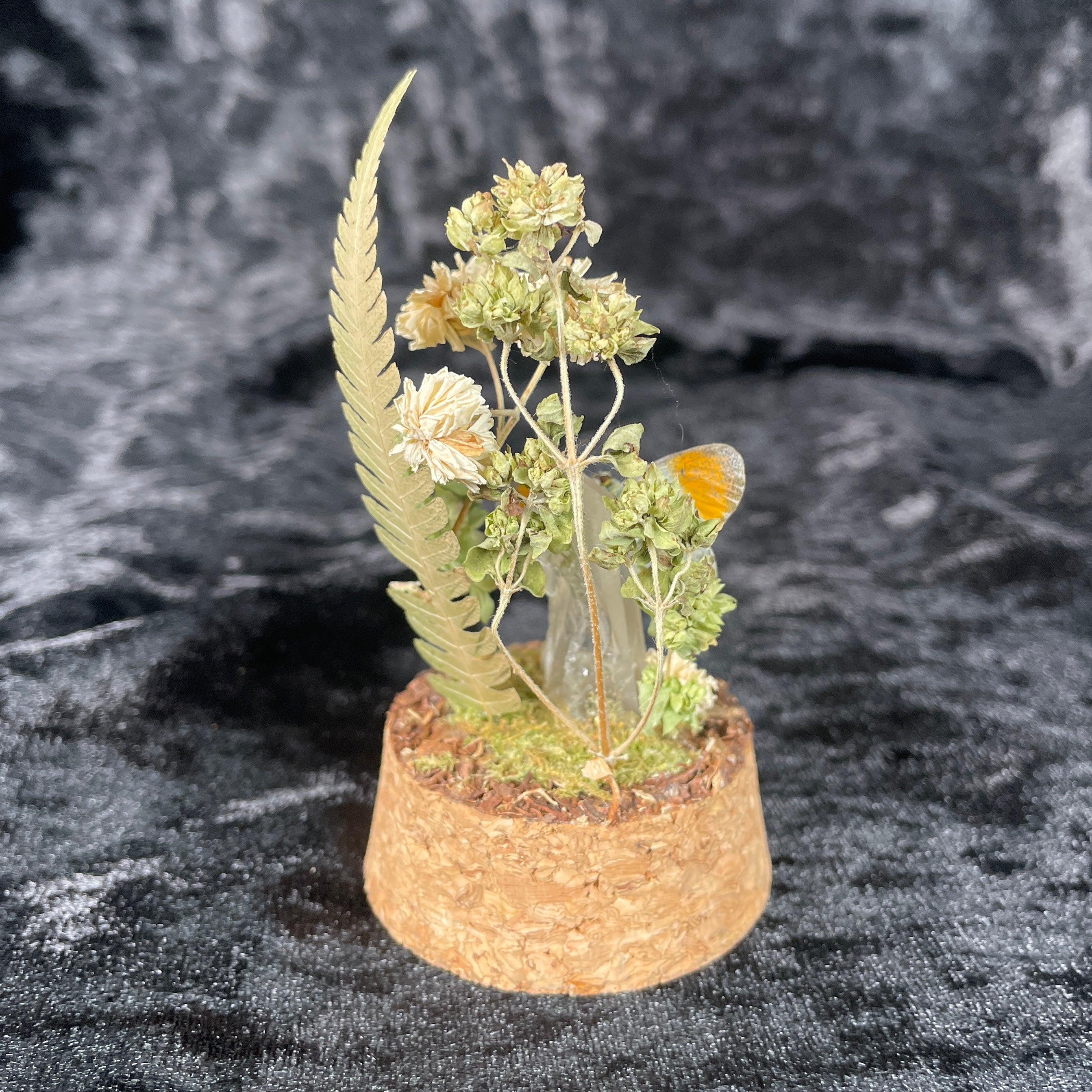 Butterfly specimen small dome
