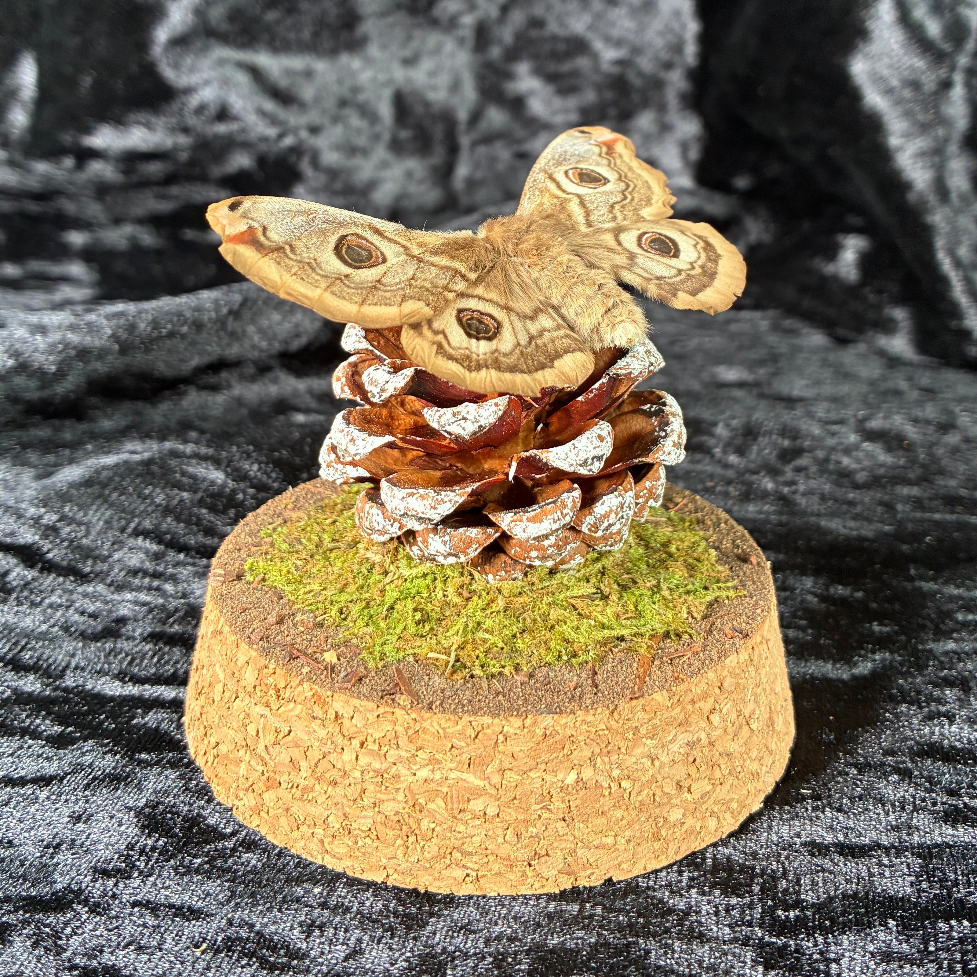 Emperor moth specimen dome