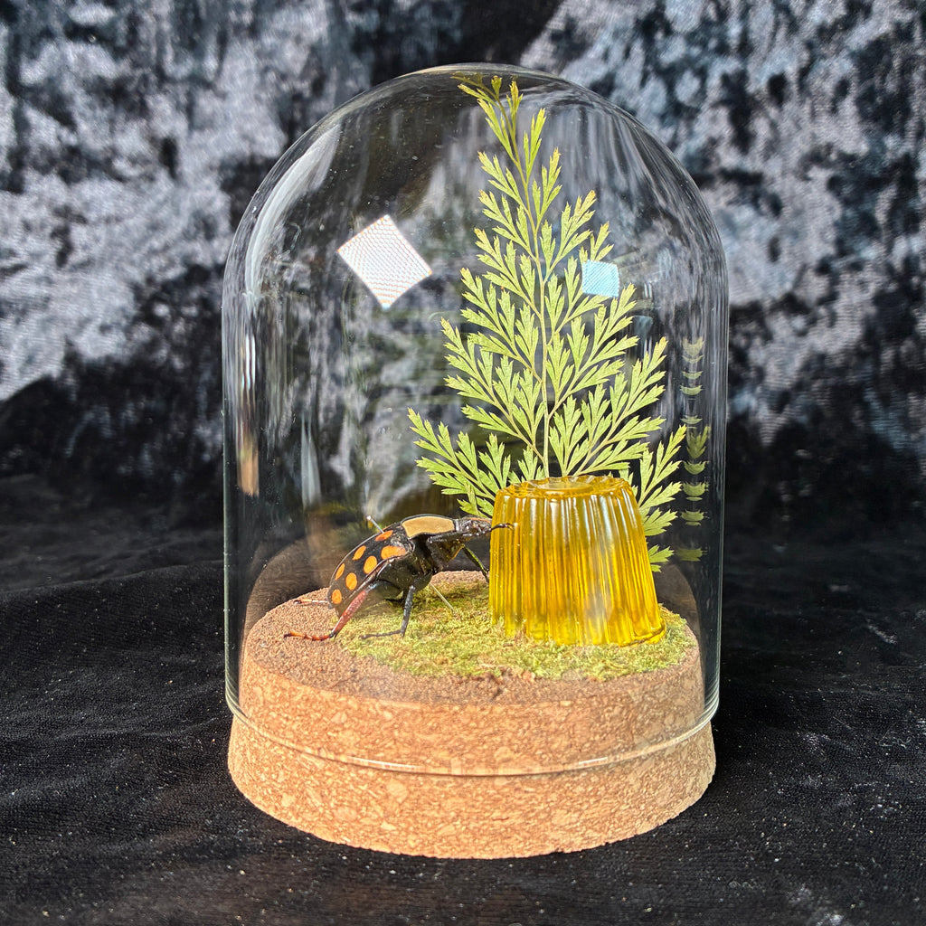 Beetle & faux jelly dome