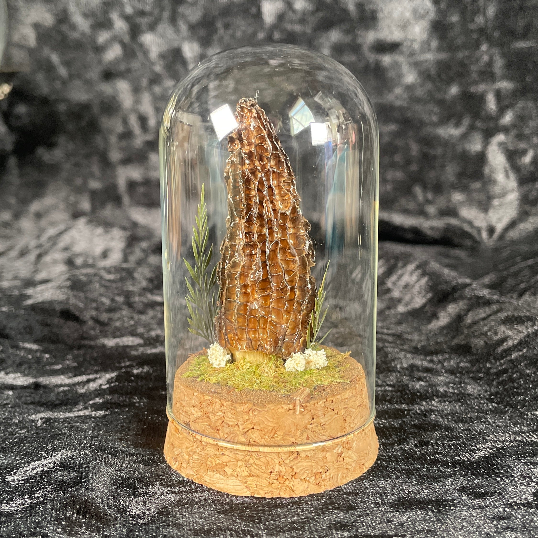 Real preserved morel mushroom dome