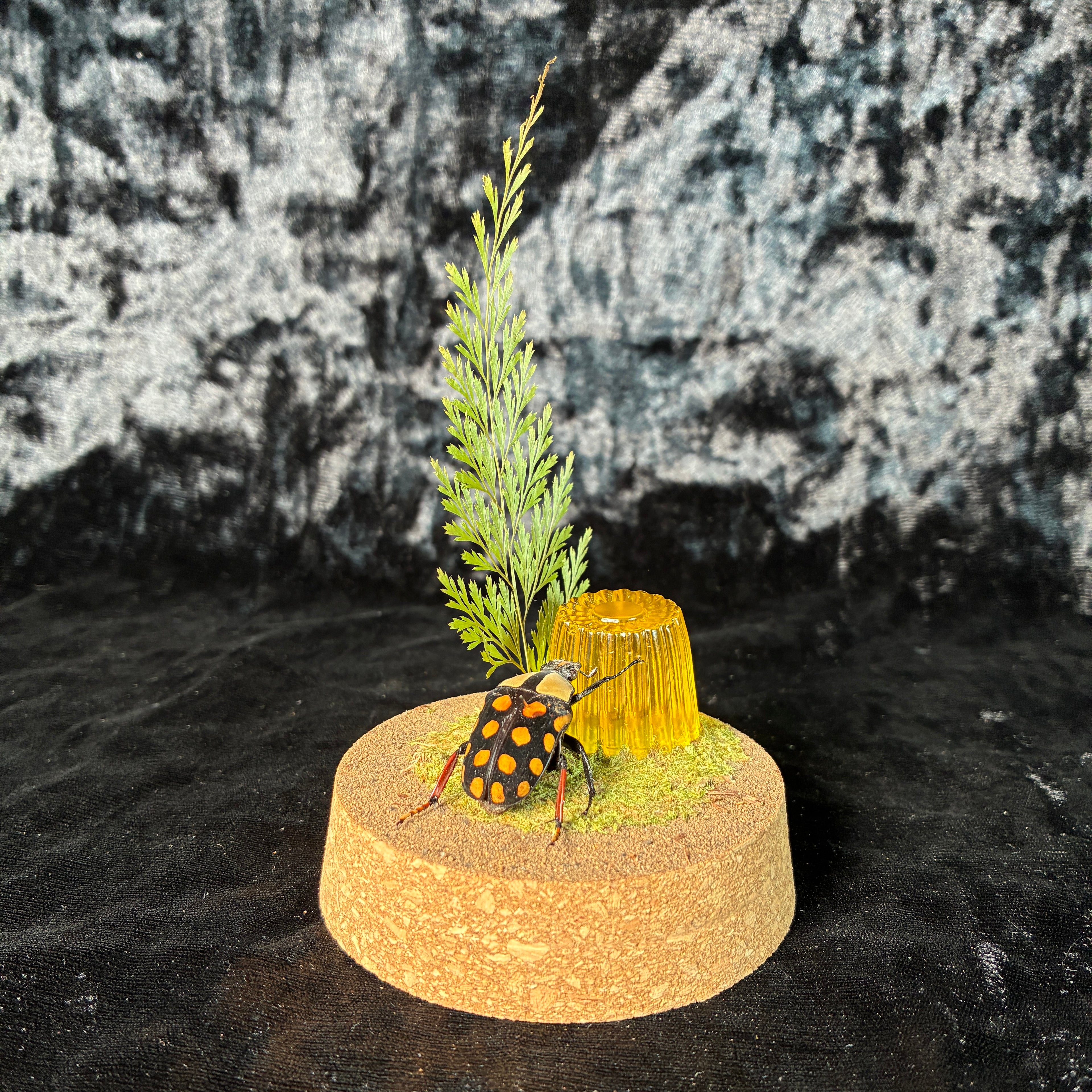 Beetle & faux jelly dome
