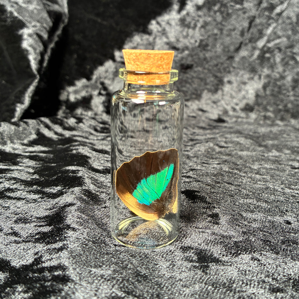 Oddity jar bundle, curio & specimen vials