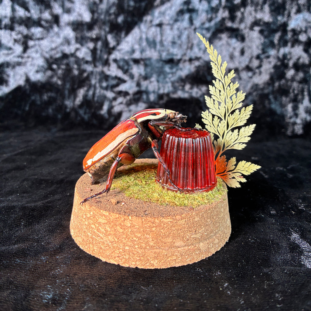 MTU beetle & faux jelly dome