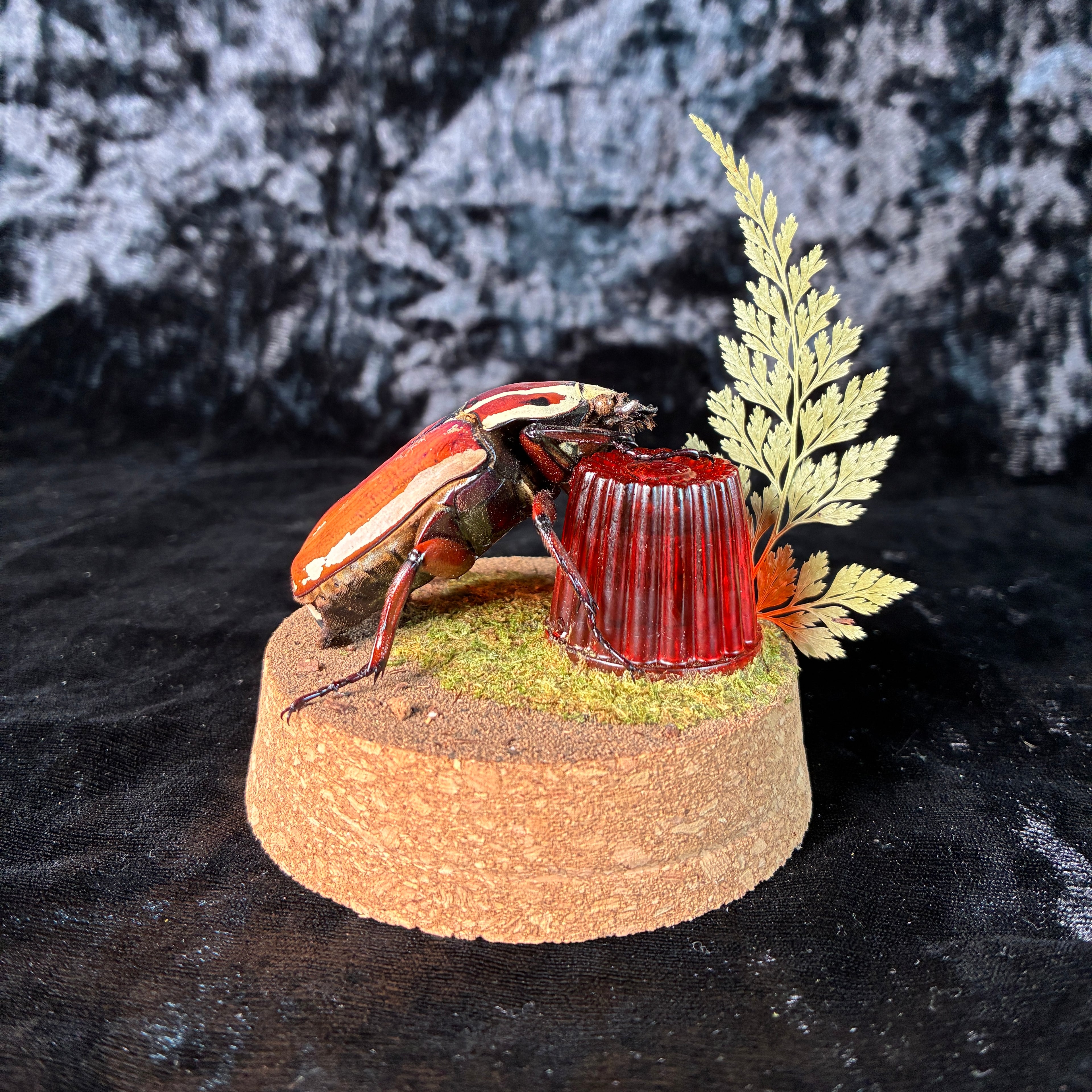 MTU beetle & faux jelly dome