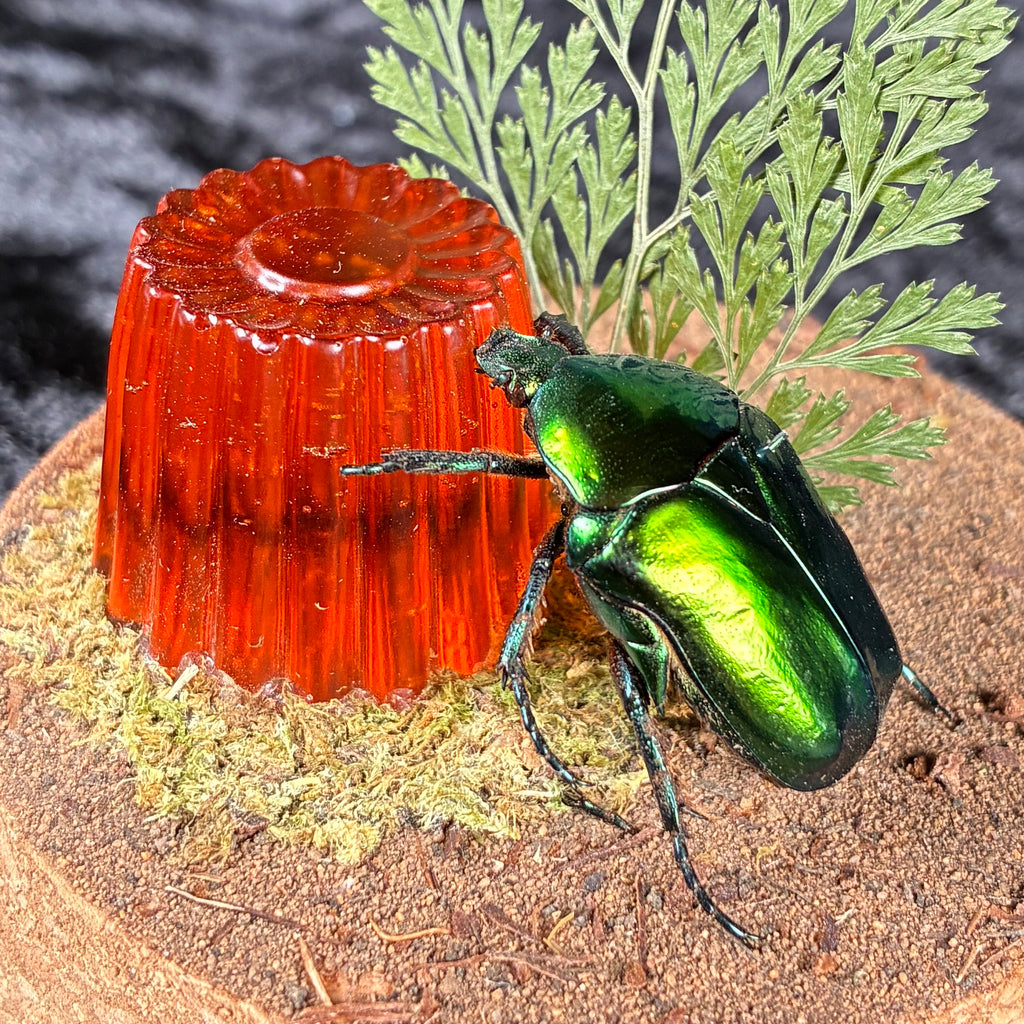 Flower beetle & ‘jelly’ dome