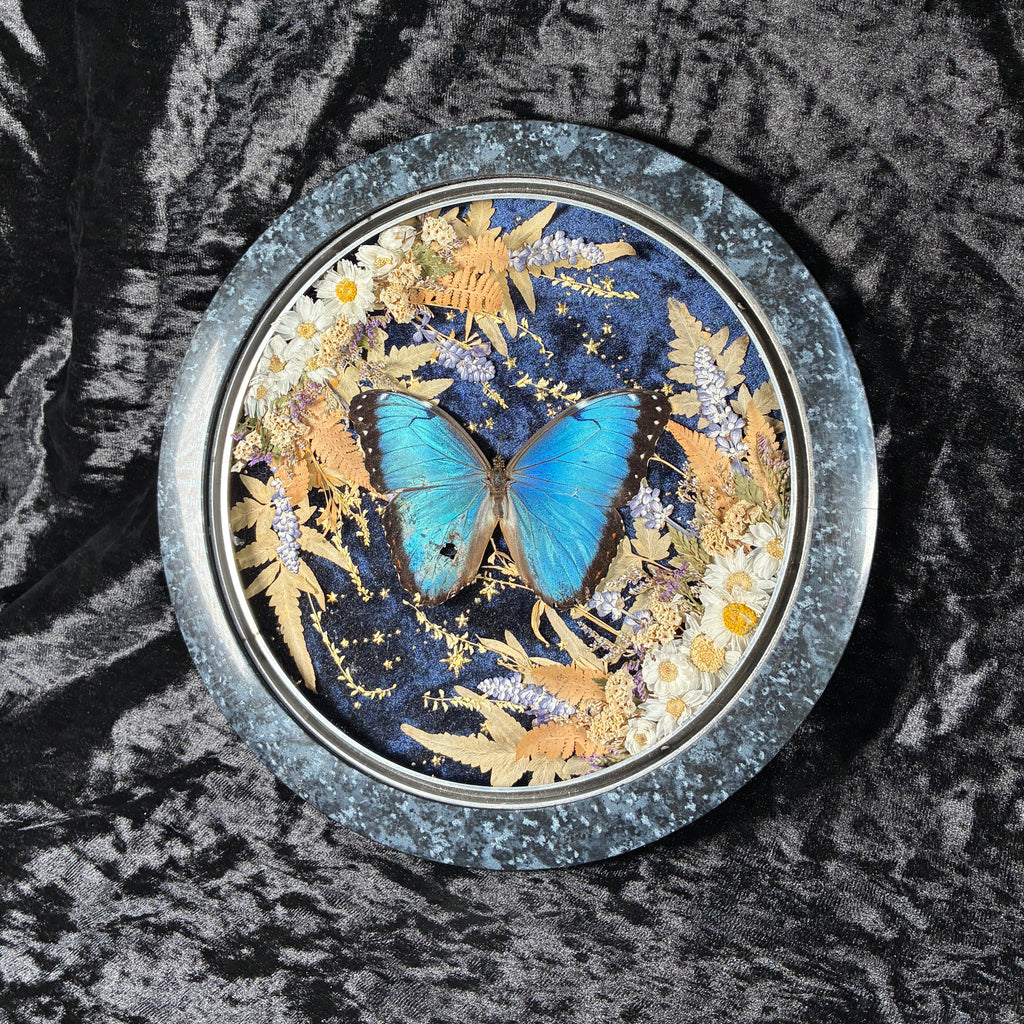 Blue Morpho butterfly frame