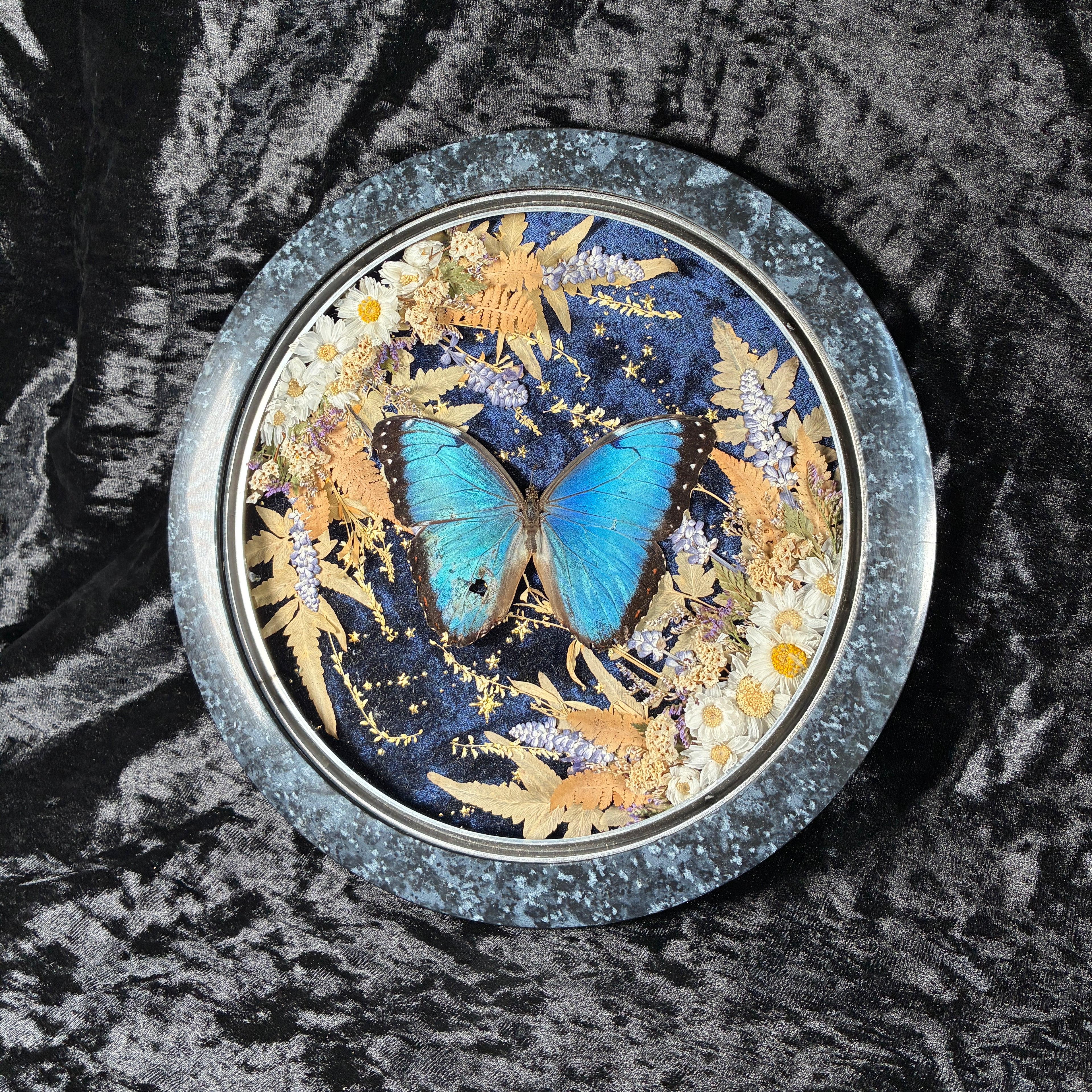 Blue Morpho butterfly frame