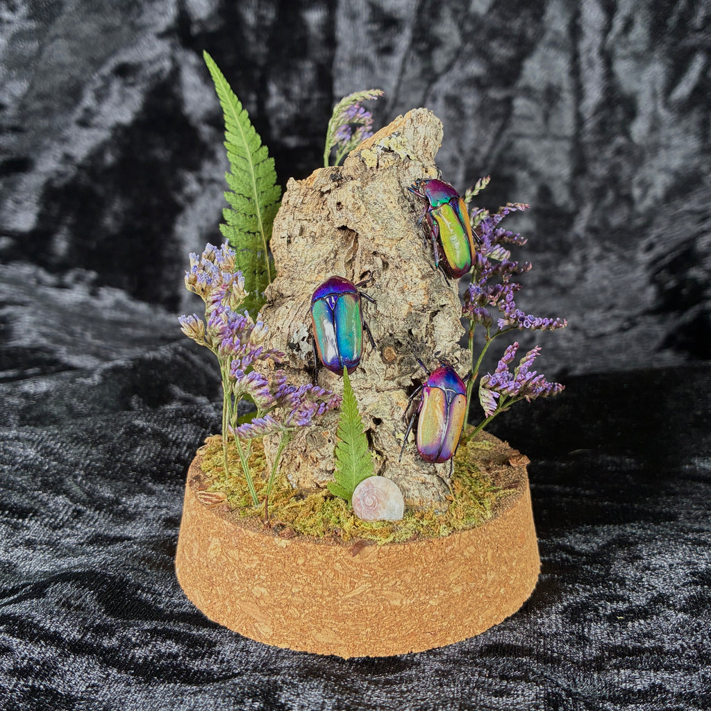 Beetle trio specimen dome