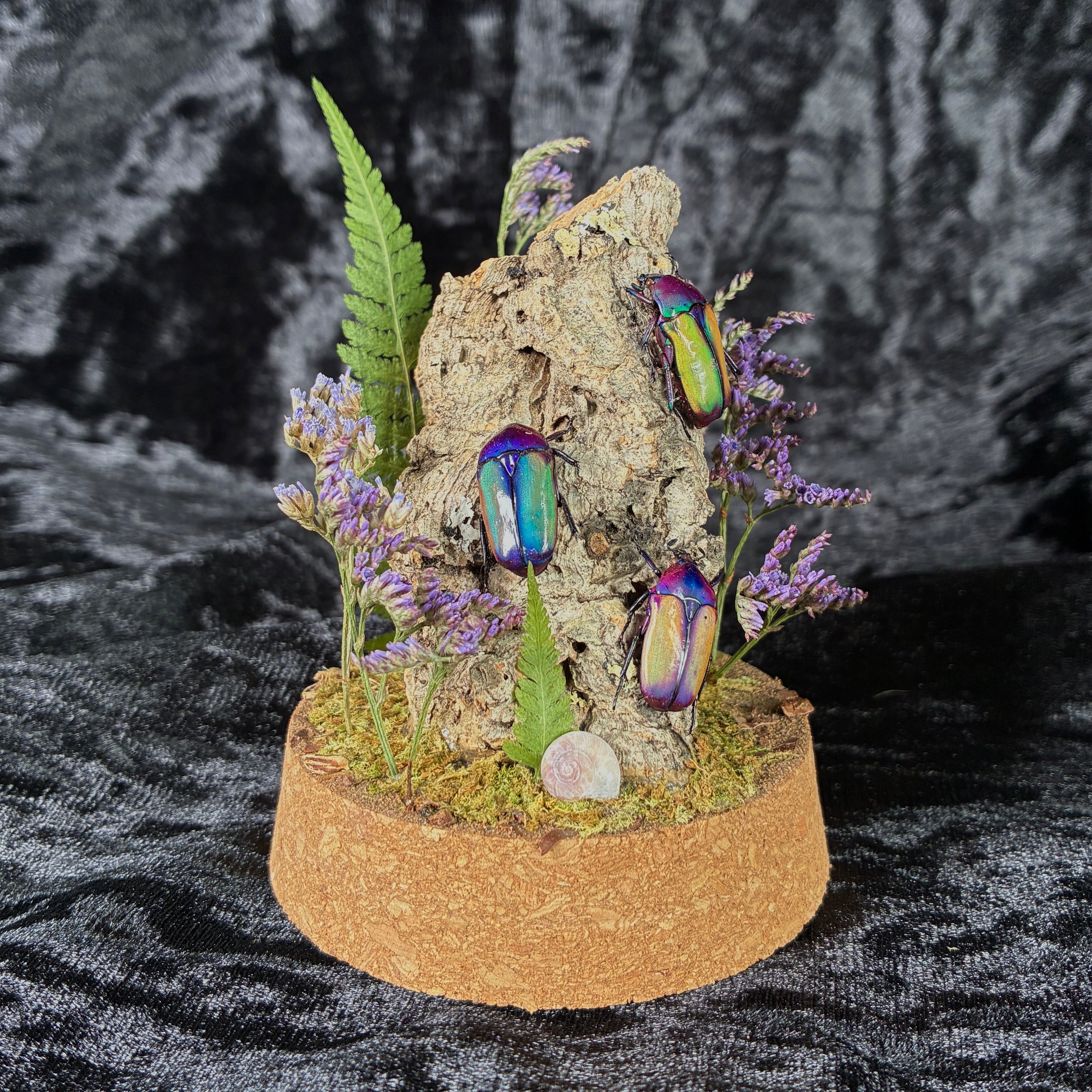 Beetle trio specimen dome