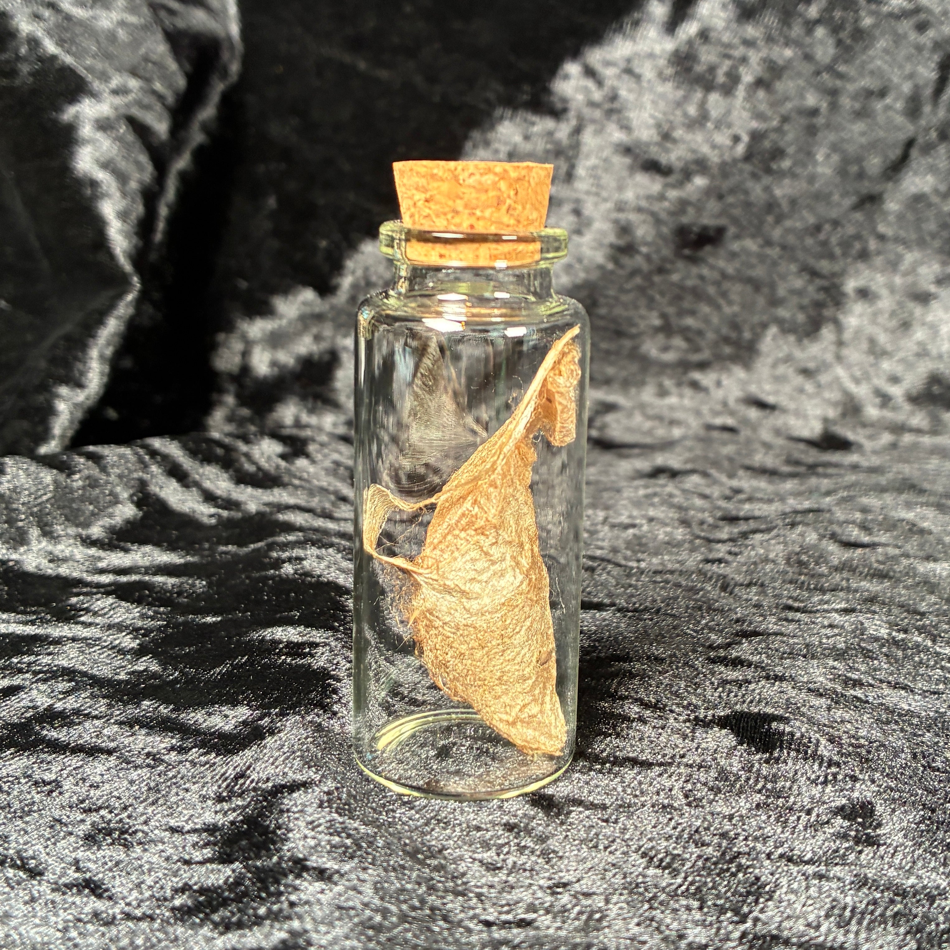 Oddity jar bundle, curio & specimen vials