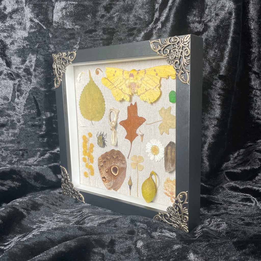 Natures treasures frame