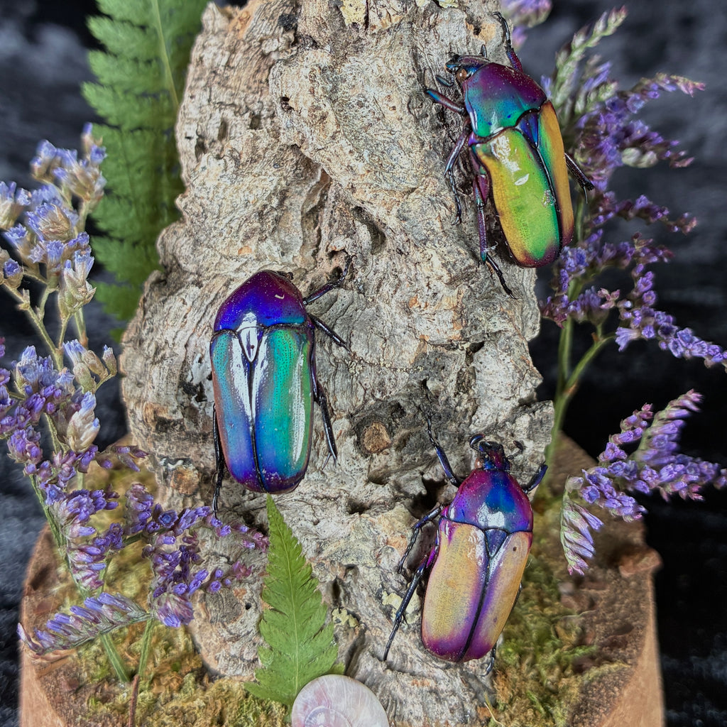Beetle trio specimen dome