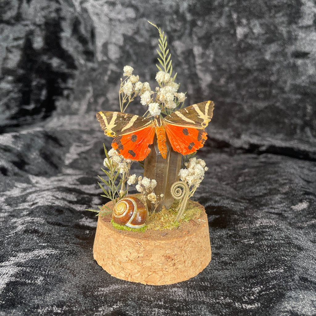 Tiger moth specimen dome