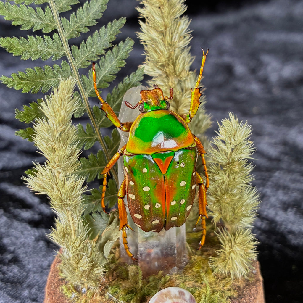 Spotted flower beetle specimen dome