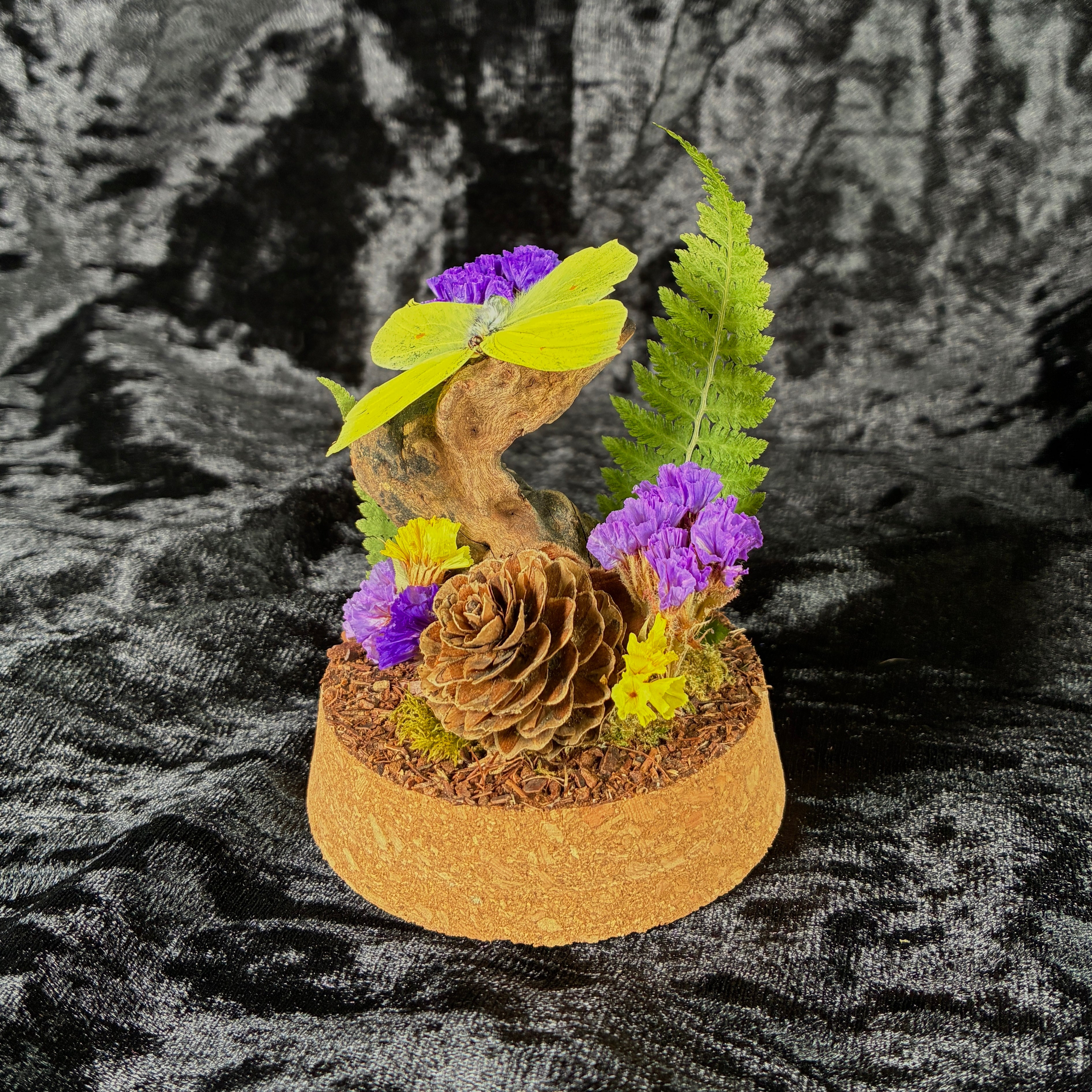 Brimstone butterfly specimen dome