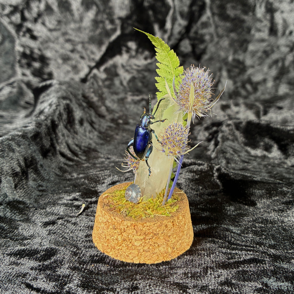 Frog legged beetle specimen dome