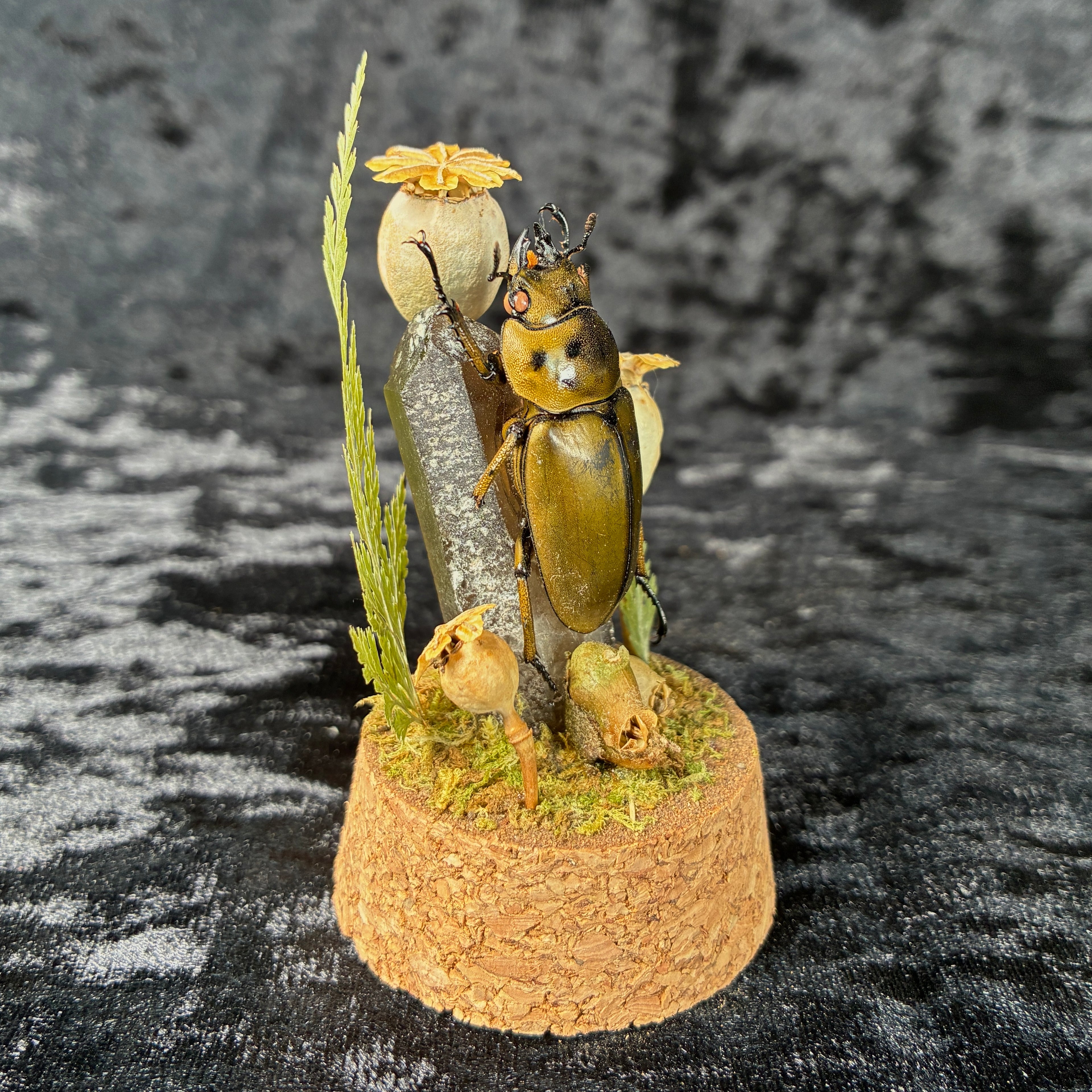 Beetle specimen dome