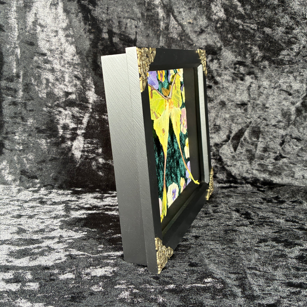 African moon moth specimen frame