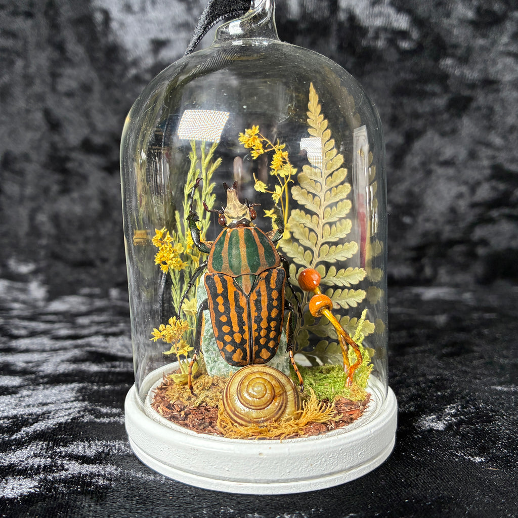Hanging beetle specimen dome