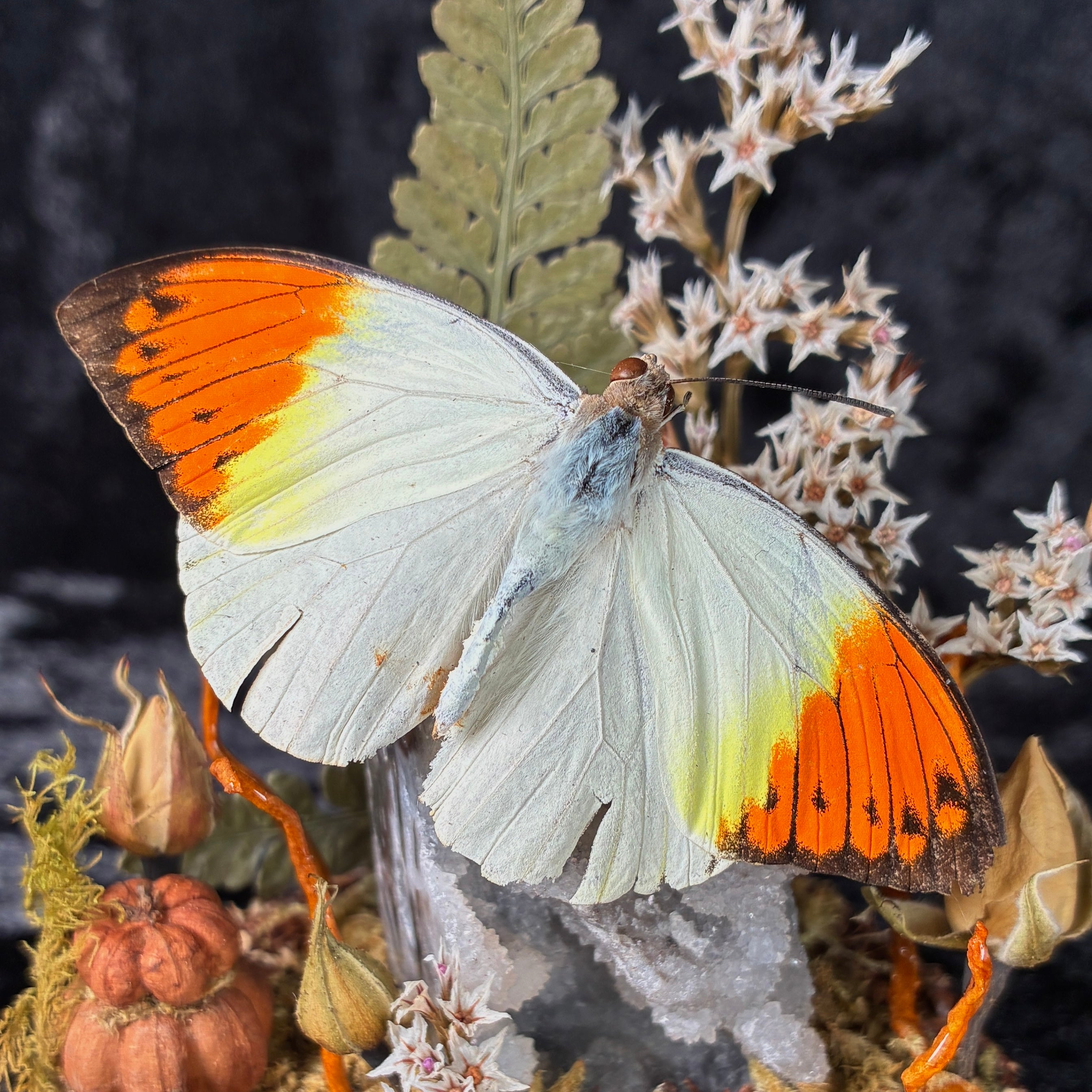 Orange tip butterfly specimen dome