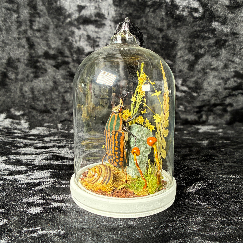 Hanging beetle specimen dome