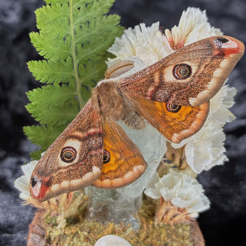 Small emperor moth specimen dome
