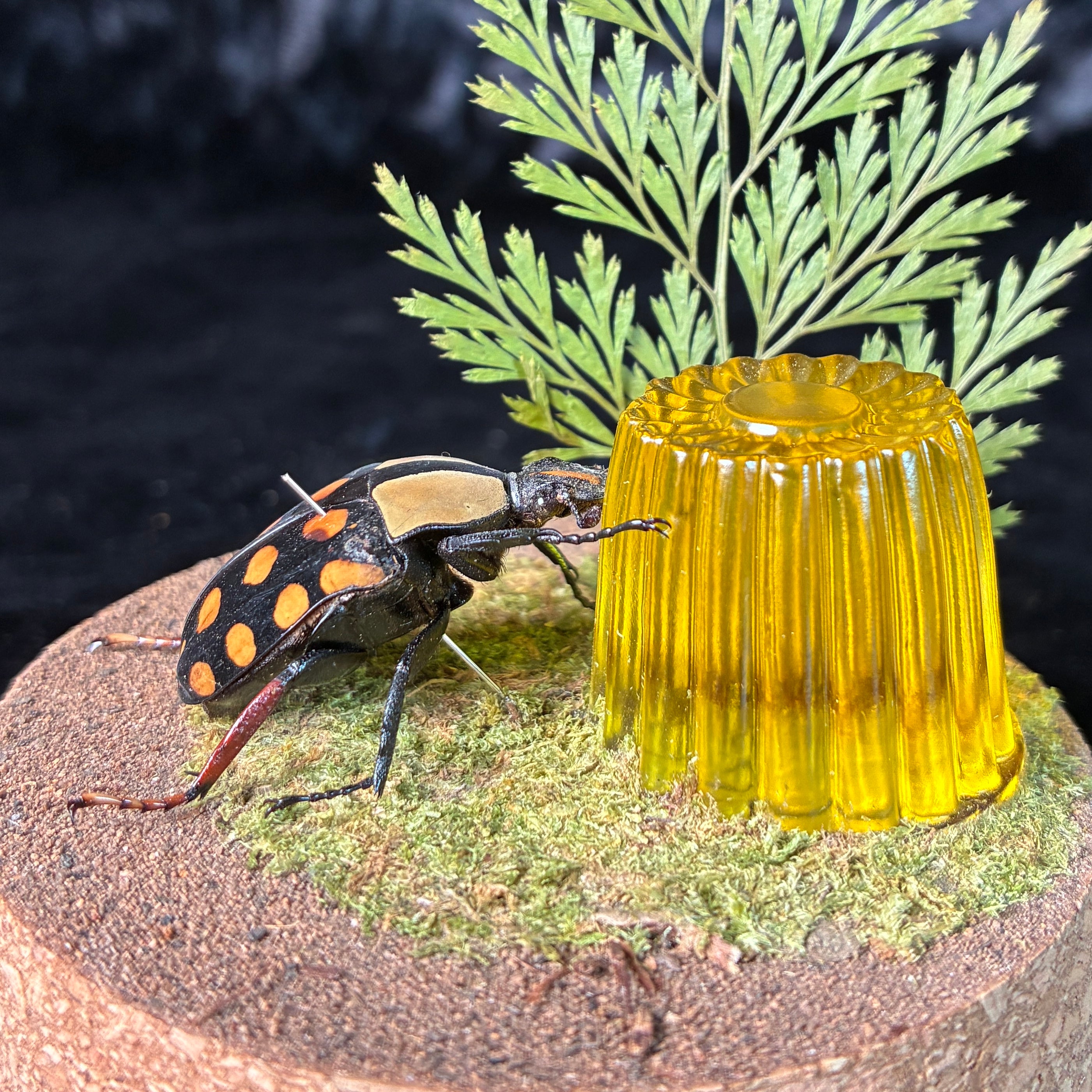 Beetle & faux jelly dome