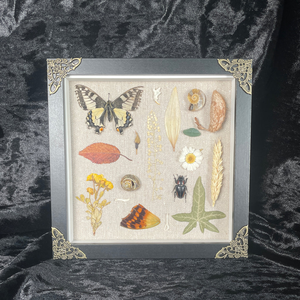 Nature’s treasures frame